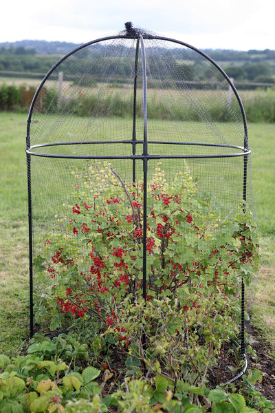 Haxnicks Steel Round Fruit Cage Frame | Bird Netting Plant Protection For Fruit Bushes | Gooseberry Currants Raspberries | Black, 100x100x150cm |