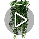 DXLing 2 Pieces 80cm Fake Ferns Plants Artificial Ivy Garland Fake Boston Ferns Persian Rattan Artificial Hanging Plants Faux Plants Artificial Hanging Vines Plant for Home Wall Wedding Decoration