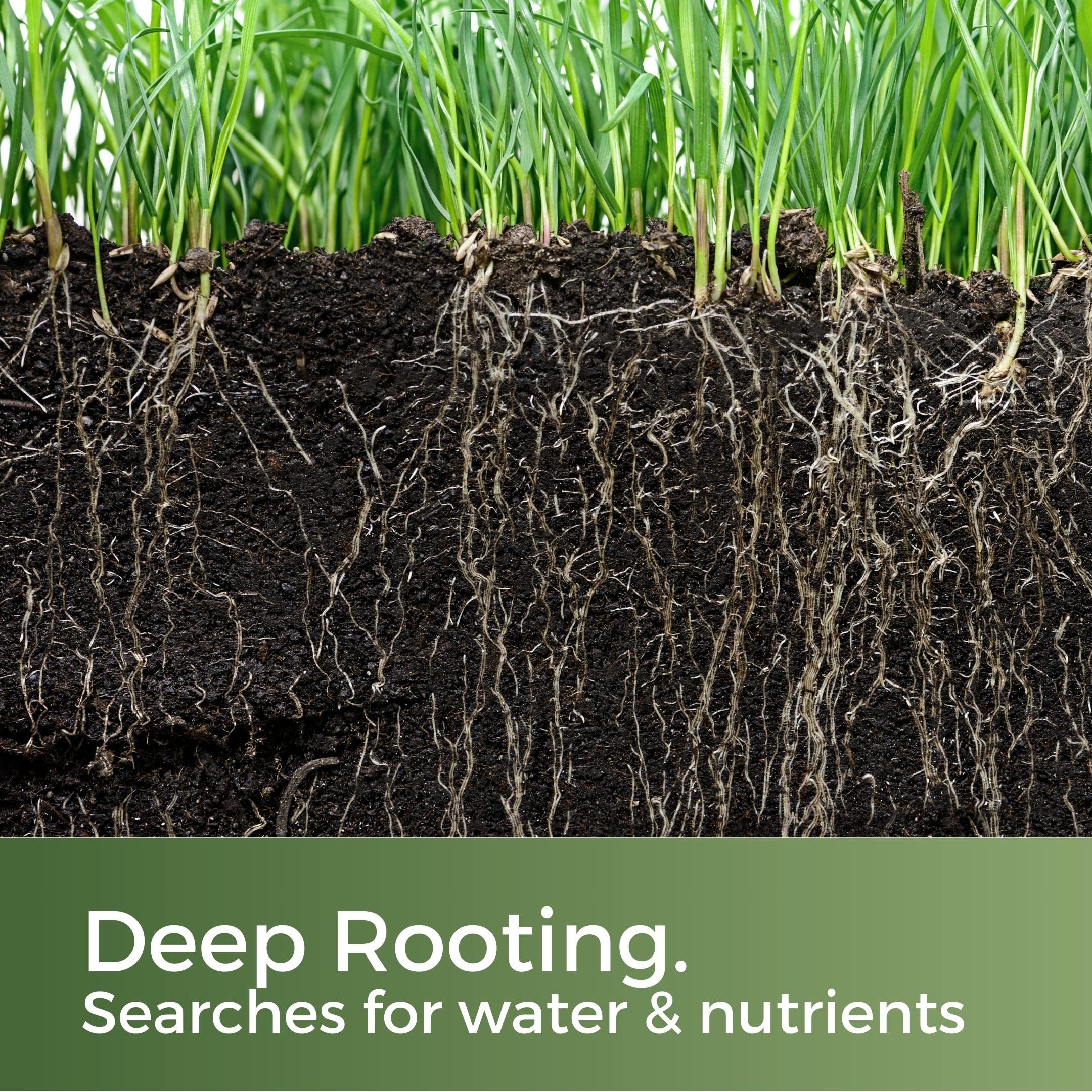 Clay King - Grass Seed for Clay Soil UK - Deep Rooting for Clay Lawns and New Builds - 10kg - Garden Lawncare Guy