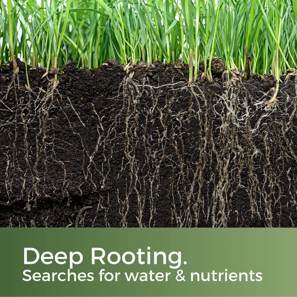 Clay King - Grass Seed for Clay Soil UK - Deep Rooting for Clay Lawns and New Builds - 5kg - Garden Lawncare Guy