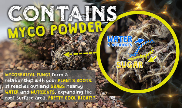 High Drainage Cactus Soil Potting Mix with Mycorrhizal Fungi - 8 Pounds / 4 Quarts of Soil for Succulents and Cactus - Slightly Acidic, Gritty Soil