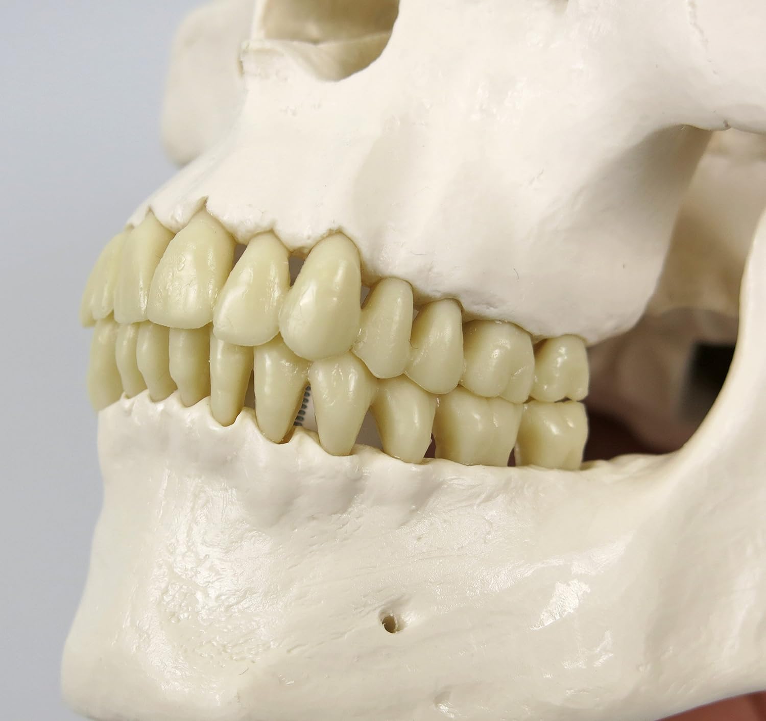 3B Scientific Human Anatomy Skeleton Model Stan - Classic, On Hanging Stand A10/1 + free Anatomy App - 3B Smart Anatomy